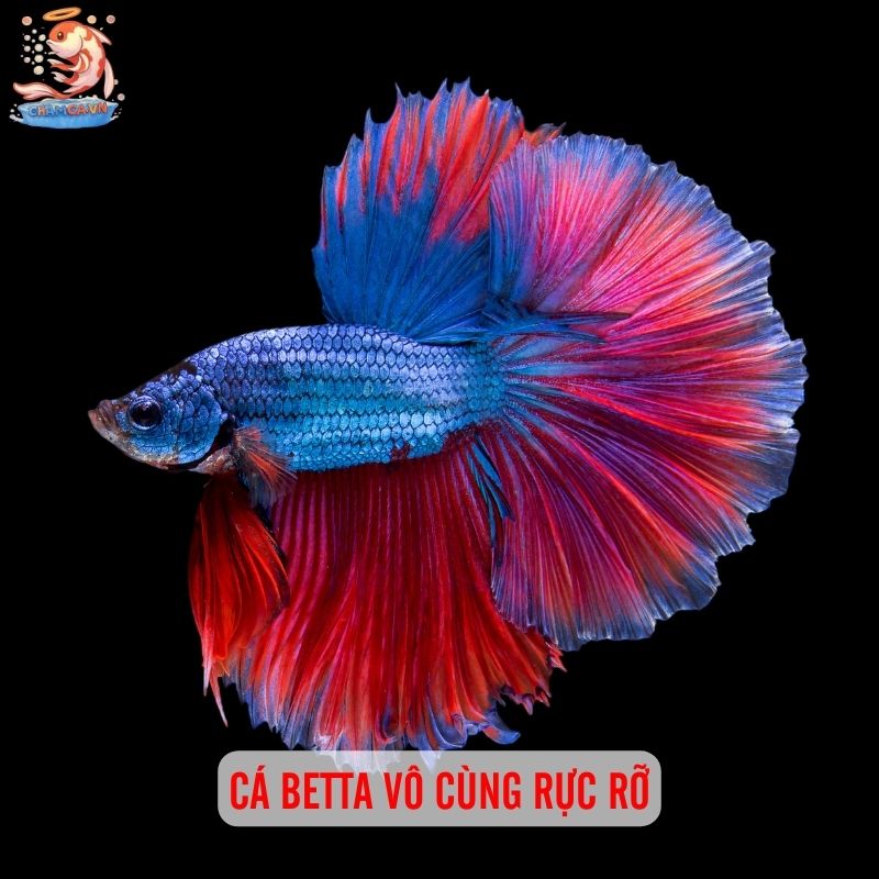 Nuôi Cá Cảnh - Liệu Pháp Tinh Thần Rẻ Tiền Ngay Tại Nhà 2 Cá Betta vô cùng rực rỡ