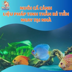 Nuôi Cá Cảnh - Liệu Pháp Tinh Thần Rẻ Tiền Ngay Tại Nhà
