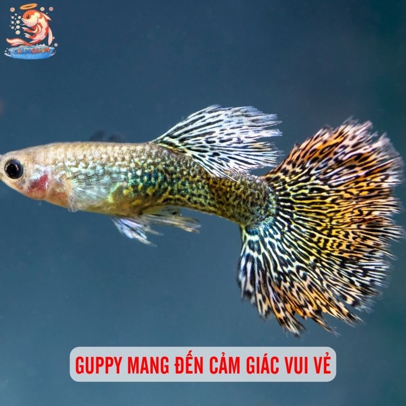 Nuôi Cá Cảnh - Liệu Pháp Tinh Thần Rẻ Tiền Ngay Tại Nhà 3 Guppy mang đến cảm giác vui vẻ