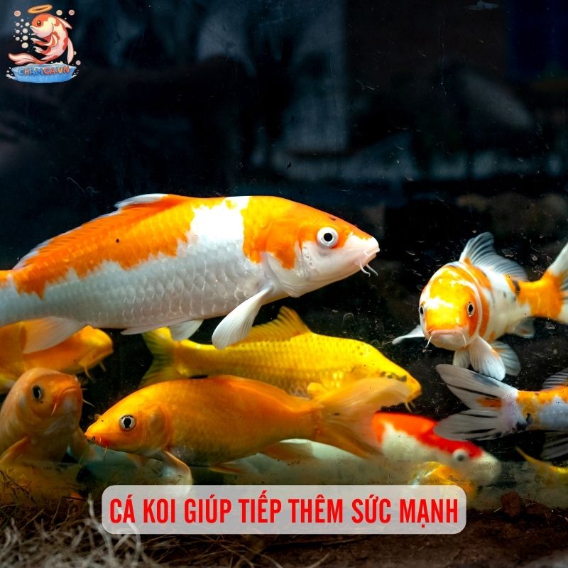 Nuôi Cá Cảnh - Liệu Pháp Tinh Thần Rẻ Tiền Ngay Tại Nhà 5 Cá Koi giúp tiếp thêm sức mạnh