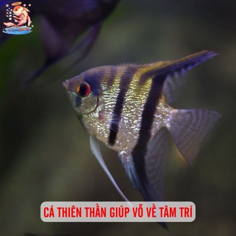 Nuôi Cá Cảnh - Liệu Pháp Tinh Thần Rẻ Tiền Ngay Tại Nhà 6 Cá thiên thần giúp vỗ về tâm trí