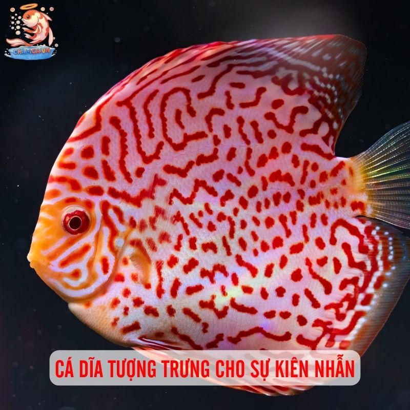 Nuôi Cá Cảnh - Liệu Pháp Tinh Thần Rẻ Tiền Ngay Tại Nhà 7 Cá dĩa tượng trưng cho sự kiên nhẫn