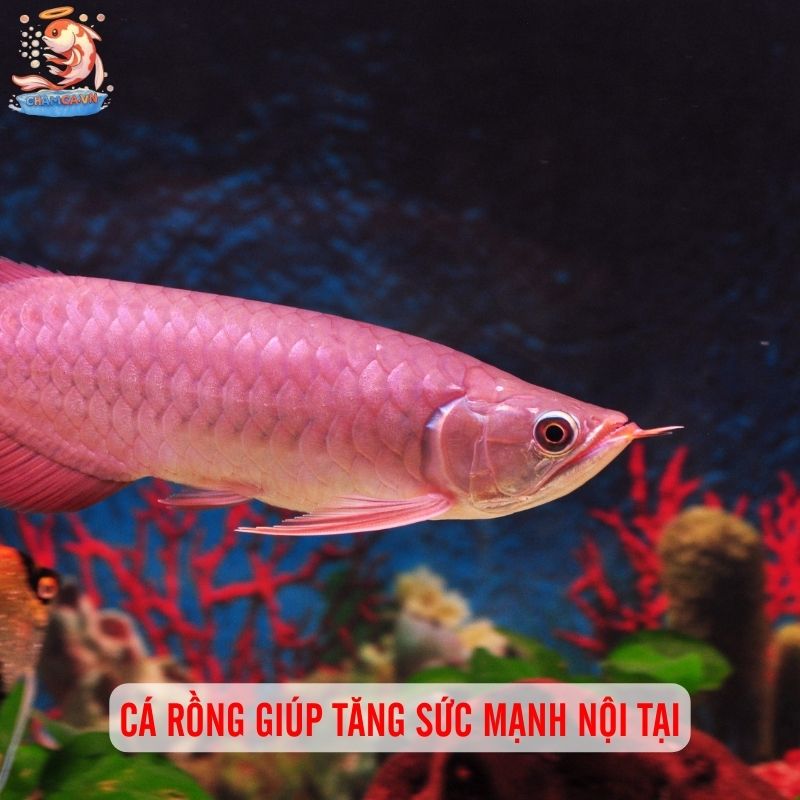 Nuôi Cá Cảnh - Liệu Pháp Tinh Thần Rẻ Tiền Ngay Tại Nhà 8 Cá rồng giúp tăng sức mạnh nội tại