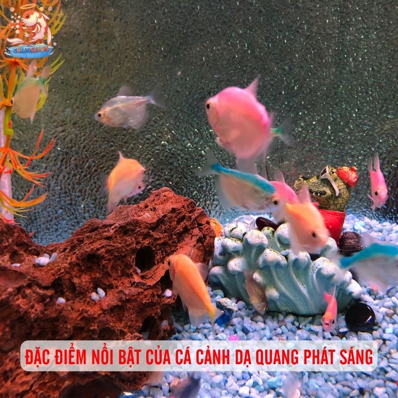 Cá Cảnh Dạ Quang Phát Sáng - Vẻ Đẹp Lung Linh Cho Hồ Cá 1 Đặc điểm nổi bật của cá cảnh dạ quang phát sáng