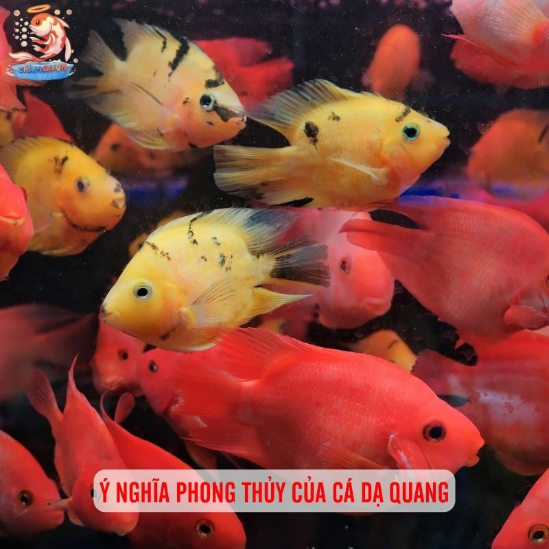 Cá Cảnh Dạ Quang Phát Sáng - Vẻ Đẹp Lung Linh Cho Hồ Cá 2 Ý nghĩa phong thủy của cá dạ quang