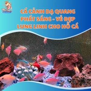 Cá Cảnh Dạ Quang Phát Sáng - Vẻ Đẹp Lung Linh Cho Hồ Cá