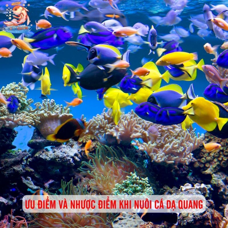 Cá Cảnh Dạ Quang Phát Sáng - Vẻ Đẹp Lung Linh Cho Hồ Cá 3 Ưu điểm và nhược điểm khi nuôi cá dạ quang