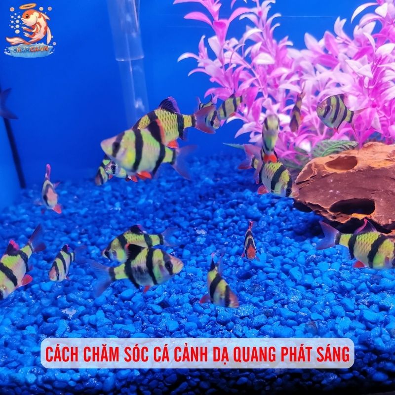 Cá Cảnh Dạ Quang Phát Sáng - Vẻ Đẹp Lung Linh Cho Hồ Cá 5 Chi phí nuôi cá dạ quang phát sáng
