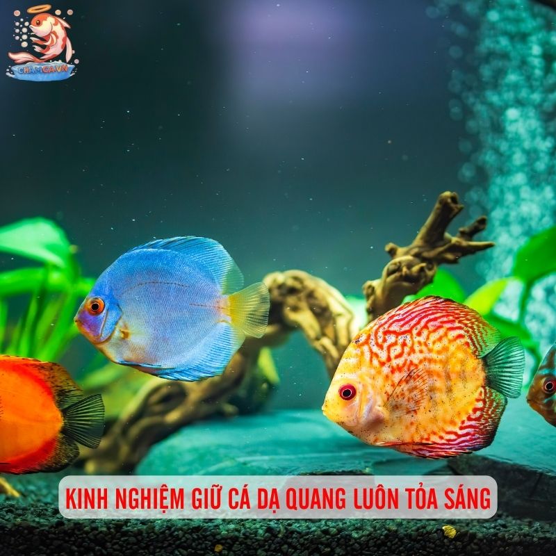 Cá Cảnh Dạ Quang Phát Sáng - Vẻ Đẹp Lung Linh Cho Hồ Cá 6 Kinh nghiệm giữ cá dạ quang luôn tỏa sáng