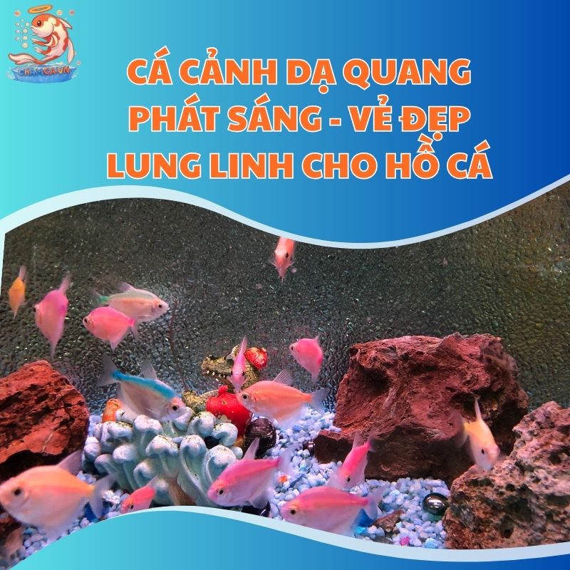 Cá Cảnh Dạ Quang Phát Sáng - Vẻ Đẹp Lung Linh Cho Hồ Cá