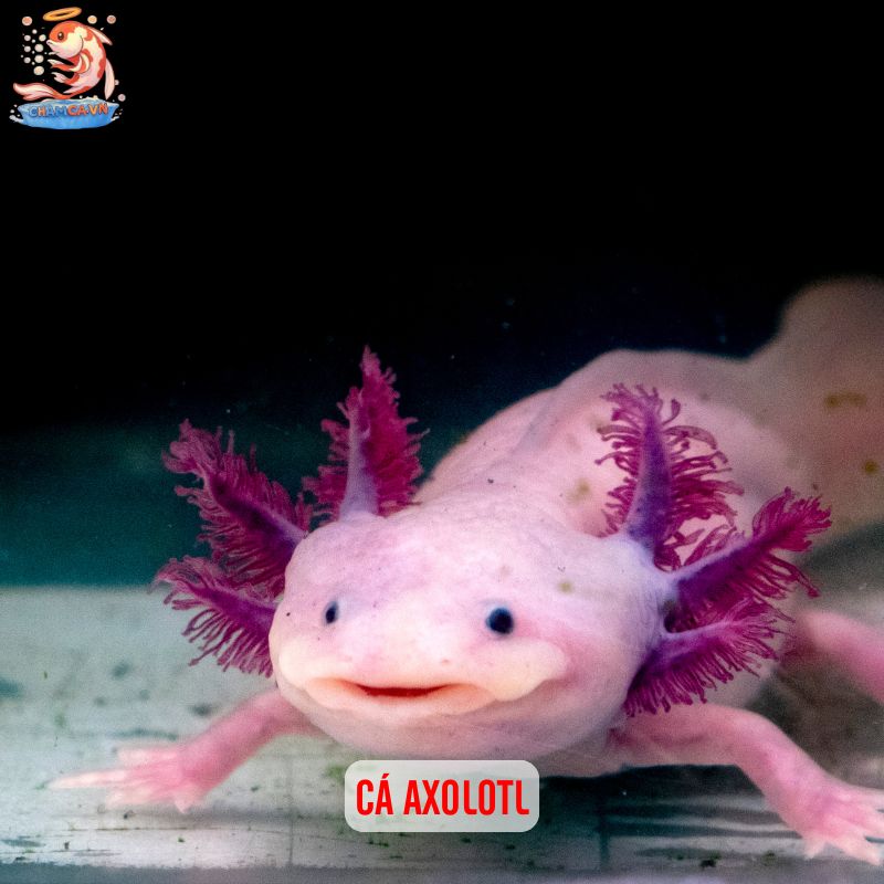 Cá Cảnh Độc Lạ - Những Lựa Chọn Thú Vị Cho Hồ Thuỷ Sinh 2 Cá Axolotl