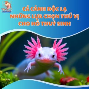 Cá Cảnh Độc Lạ - Những Lựa Chọn Thú Vị Cho Hồ Thuỷ Sinh