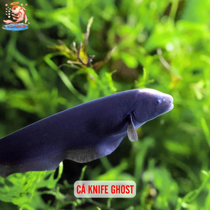 Cá Cảnh Độc Lạ - Những Lựa Chọn Thú Vị Cho Hồ Thuỷ Sinh 3 Cá Knife Ghost