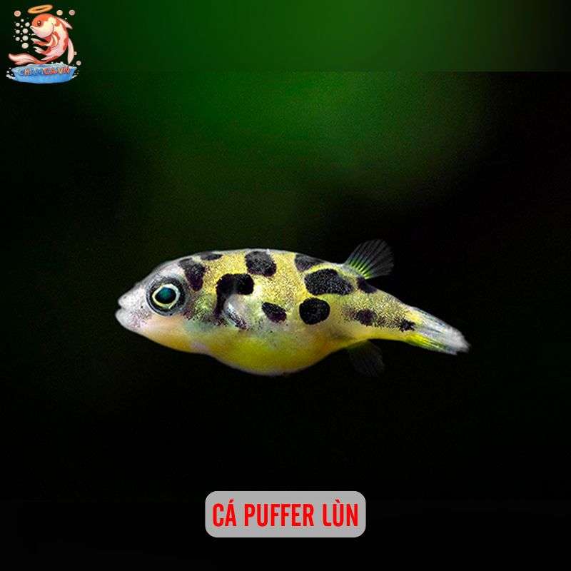 Cá Cảnh Độc Lạ - Những Lựa Chọn Thú Vị Cho Hồ Thuỷ Sinh 4 Cá Puffer lùn