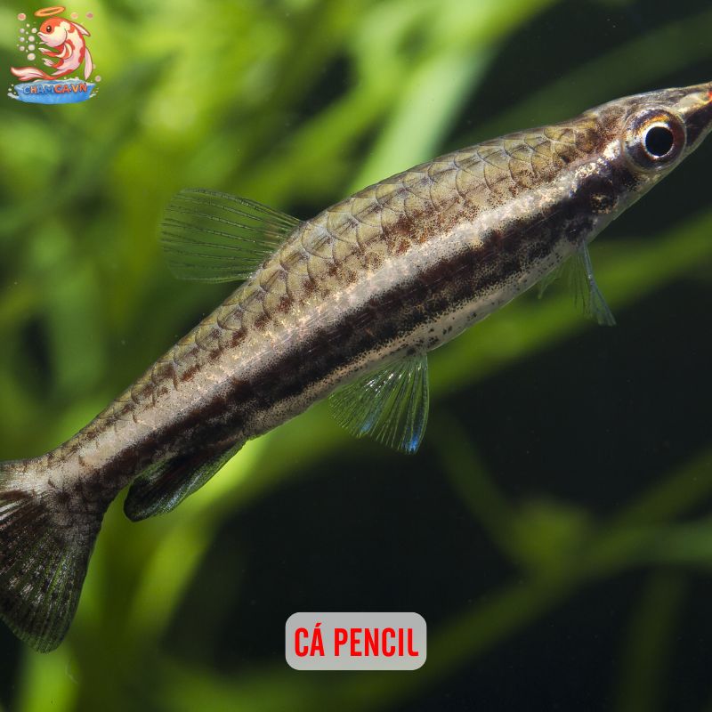 Cá Cảnh Độc Lạ - Những Lựa Chọn Thú Vị Cho Hồ Thuỷ Sinh 5 Cá Pencil