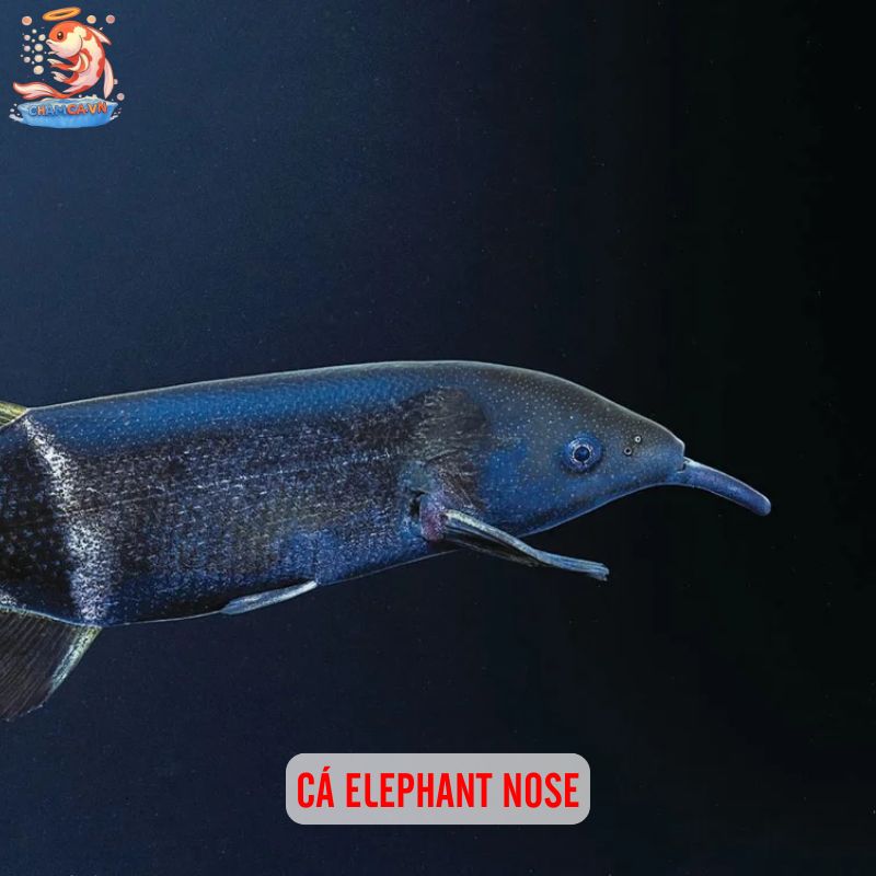 Cá Cảnh Độc Lạ - Những Lựa Chọn Thú Vị Cho Hồ Thuỷ Sinh 6 Cá Elephant Nose