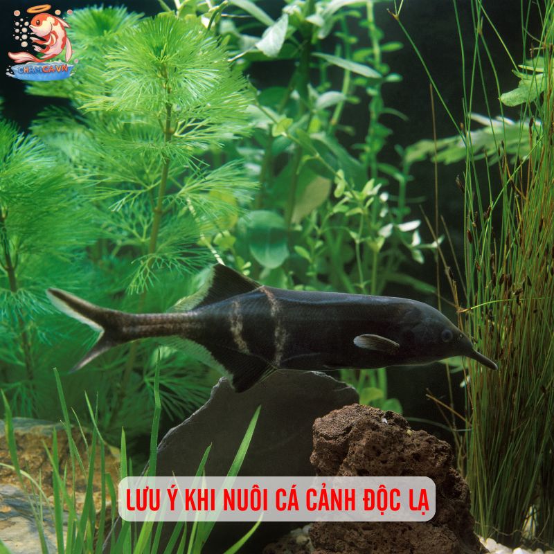 Cá Cảnh Độc Lạ - Những Lựa Chọn Thú Vị Cho Hồ Thuỷ Sinh 7 Lưu ý khi nuôi cá cảnh độc lạ