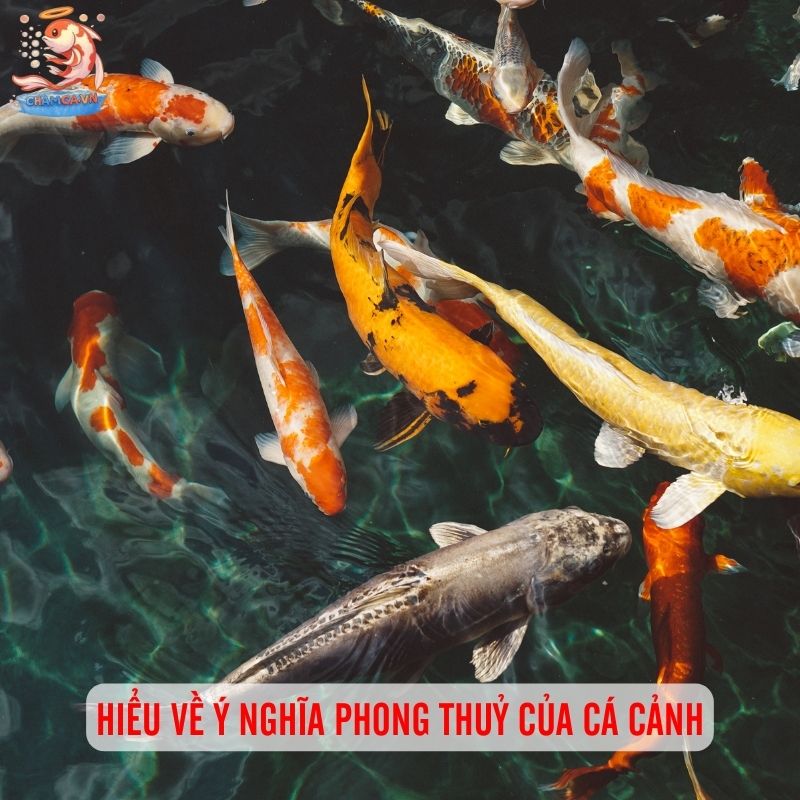 Cá Cảnh Hút Tài Lộc - Mang Tài Vận Đến Gia Đình Bạn 1 Hiểu về ý nghĩa phong thuỷ của cá cảnh