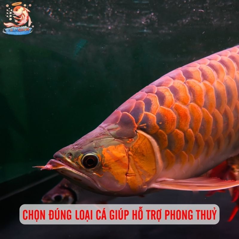 Cá Cảnh Hút Tài Lộc - Mang Tài Vận Đến Gia Đình Bạn 2 Chọn đúng loại cá giúp hỗ trợ phong thuỷ