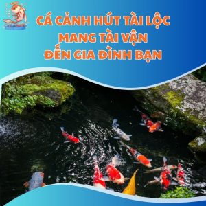 Cá Cảnh Hút Tài Lộc - Mang Tài Vận Đến Gia Đình Bạn
