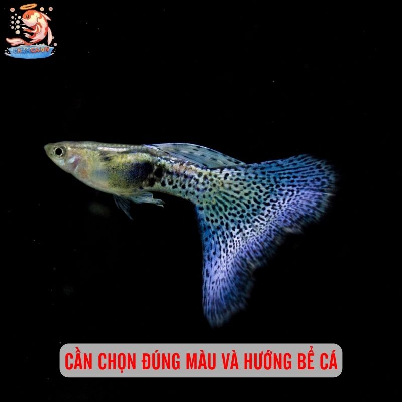 Cá Cảnh Hút Tài Lộc - Mang Tài Vận Đến Gia Đình Bạn 3 Cần chọn đúng màu và hướng bể cá