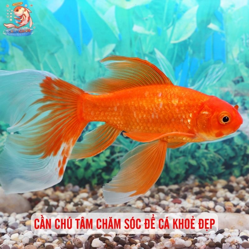Cá Cảnh Hút Tài Lộc - Mang Tài Vận Đến Gia Đình Bạn 4 Cần chú tâm chăm sóc để cá khoẻ đẹp