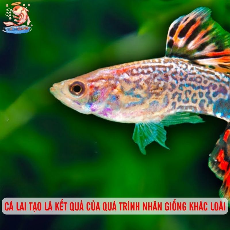 Cá Cảnh Lai Tạo Độc Lạ - Khám Phá Thế Giới Cá Cảnh Sáng Tạo 1 Cá lai tạo là kết quả của quá trình nhân giống khác loài