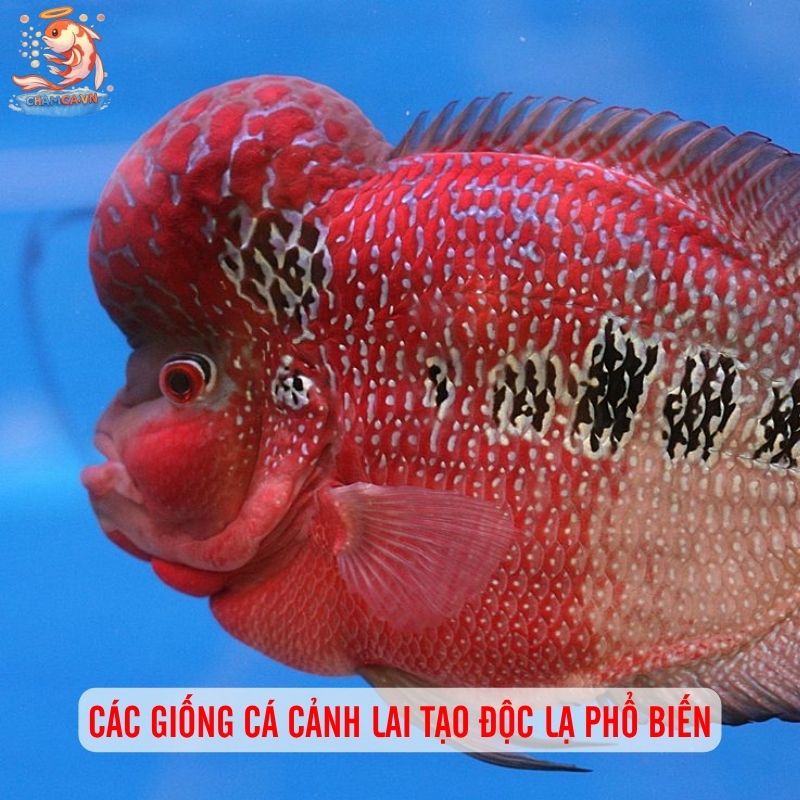 Cá Cảnh Lai Tạo Độc Lạ - Khám Phá Thế Giới Cá Cảnh Sáng Tạo 2 Các giống cá cảnh lai tạo độc lạ phổ biến