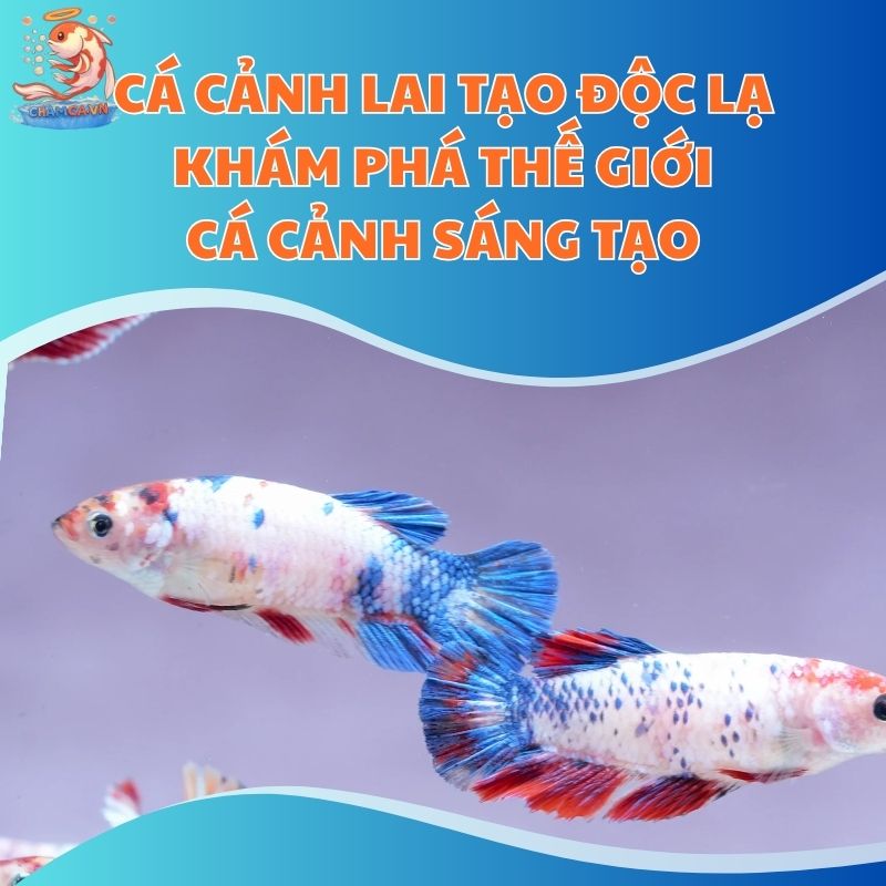 Cá Cảnh Lai Tạo Độc Lạ - Khám Phá Thế Giới Cá Cảnh Sáng Tạo