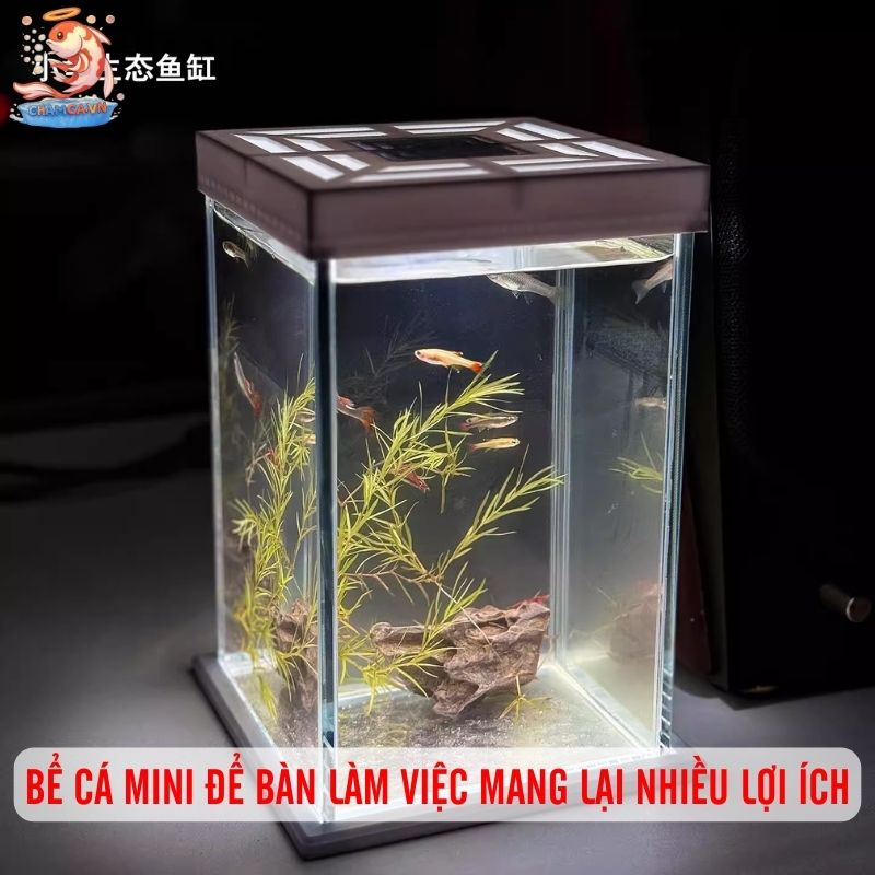 Cá Cảnh Mini Để Bàn Trang Trí Độc Đáo Cho Bàn Làm Việc 1 Bể cá mini để bàn làm việc mang lại nhiều lợi ích