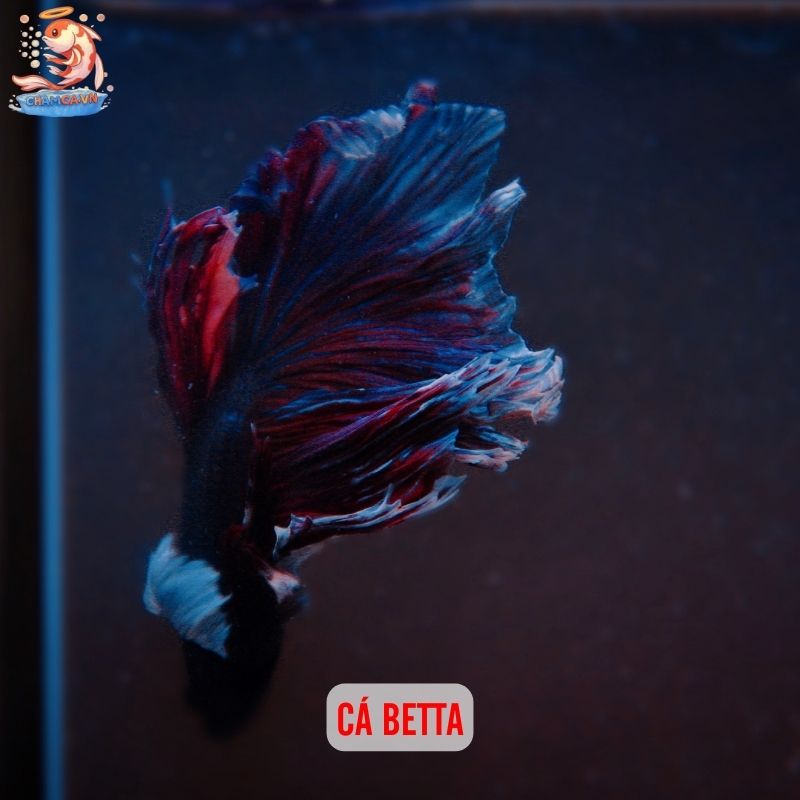 Cá Cảnh Mini Để Bàn Trang Trí Độc Đáo Cho Bàn Làm Việc 2 Cá Betta