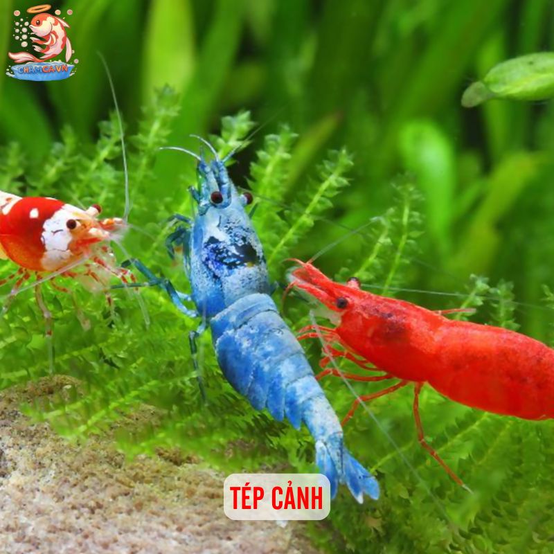 Cá Cảnh Mini Để Bàn Trang Trí Độc Đáo Cho Bàn Làm Việc 4 Tép cảnh