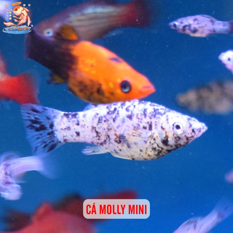 Cá Cảnh Mini Để Bàn Trang Trí Độc Đáo Cho Bàn Làm Việc 6 Cá Molly mini