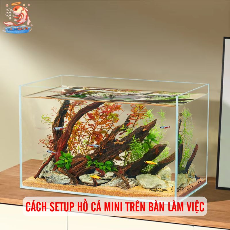 Cá Cảnh Mini Để Bàn Trang Trí Độc Đáo Cho Bàn Làm Việc 7 Cách setup hồ cá mini trên bàn làm việc