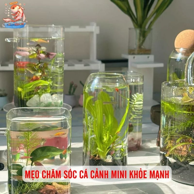 Cá Cảnh Mini Để Bàn Trang Trí Độc Đáo Cho Bàn Làm Việc 8 Mẹo chăm sóc cá cảnh mini khỏe mạnh