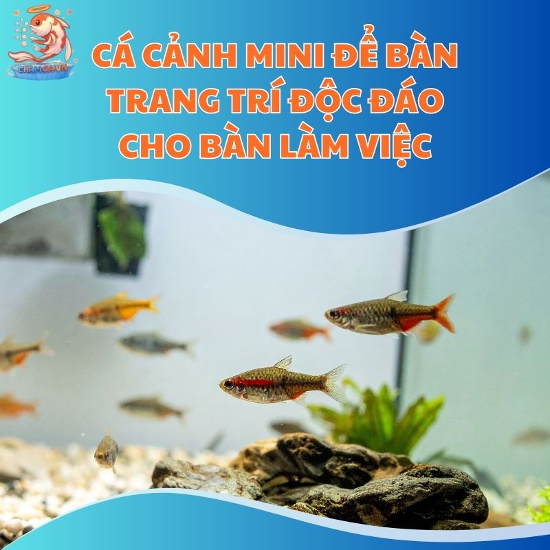 Cá Cảnh Mini Để Bàn Trang Trí Độc Đáo Cho Bàn Làm Việc
