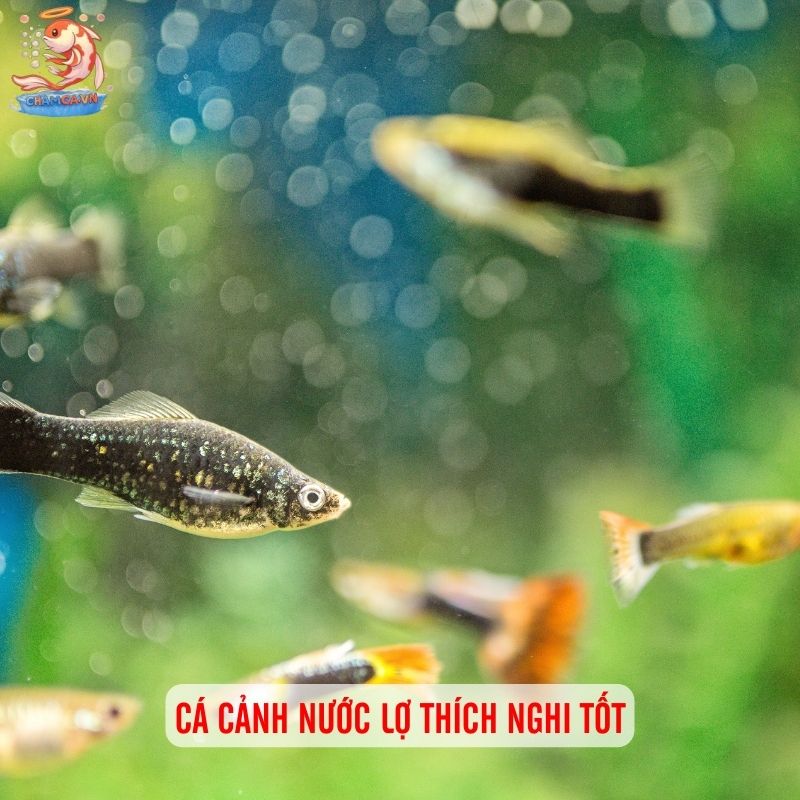 Top Các Loài Cá Cảnh Nước Lợ Dễ Nuôi & Đẹp Nhất Hiện Nay 1 Cá cảnh nước lơ thich nghi tốt