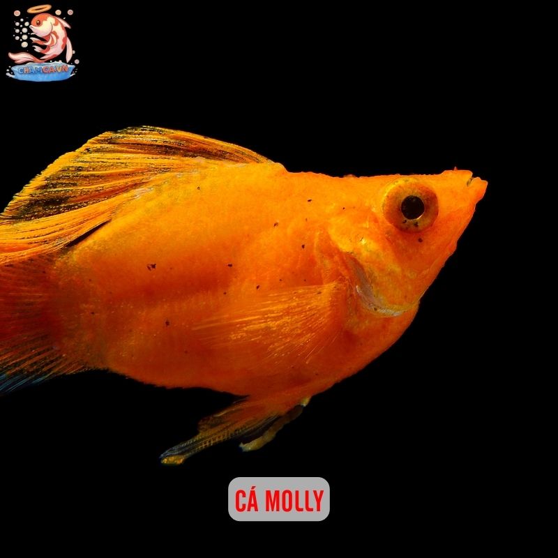 Top Các Loài Cá Cảnh Nước Lợ Dễ Nuôi & Đẹp Nhất Hiện Nay 2 Cá Molly