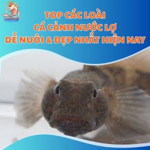Top Các Loài Cá Cảnh Nước Lợ Dễ Nuôi & Đẹp Nhất Hiện Nay