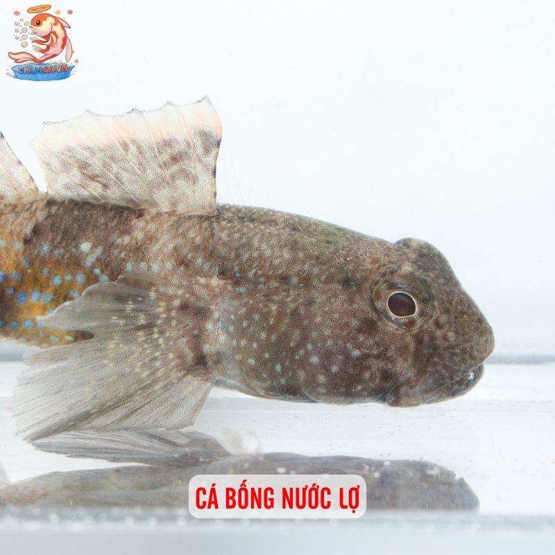 Top Các Loài Cá Cảnh Nước Lợ Dễ Nuôi & Đẹp Nhất Hiện Nay 3 Cá Bống nước lợ