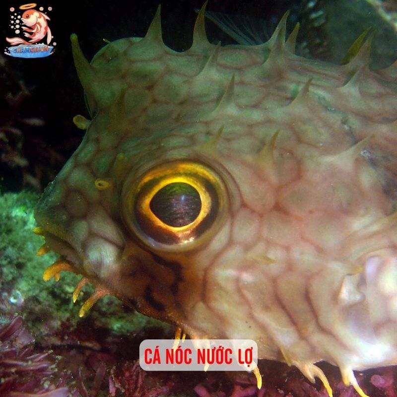 Top Các Loài Cá Cảnh Nước Lợ Dễ Nuôi & Đẹp Nhất Hiện Nay 4 Cá Nóc nước lợ