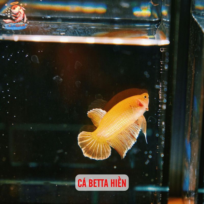 Cá Cảnh Nuôi Chung Với Ốc Cảnh - Sự Kết Hợp Hoàn Hảo 9 Cá betta hiền