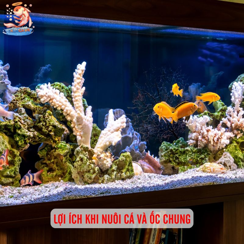 Cá Cảnh Nuôi Chung Với Ốc Cảnh - Sự Kết Hợp Hoàn Hảo 10 Lợi ích khi nuôi cá và ốc chung