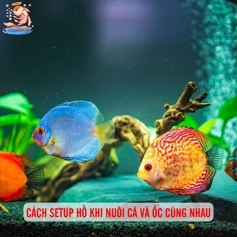 Cá Cảnh Nuôi Chung Với Ốc Cảnh - Sự Kết Hợp Hoàn Hảo 11 Cách setup hồ khi nuôi cá và ốc cùng nhau