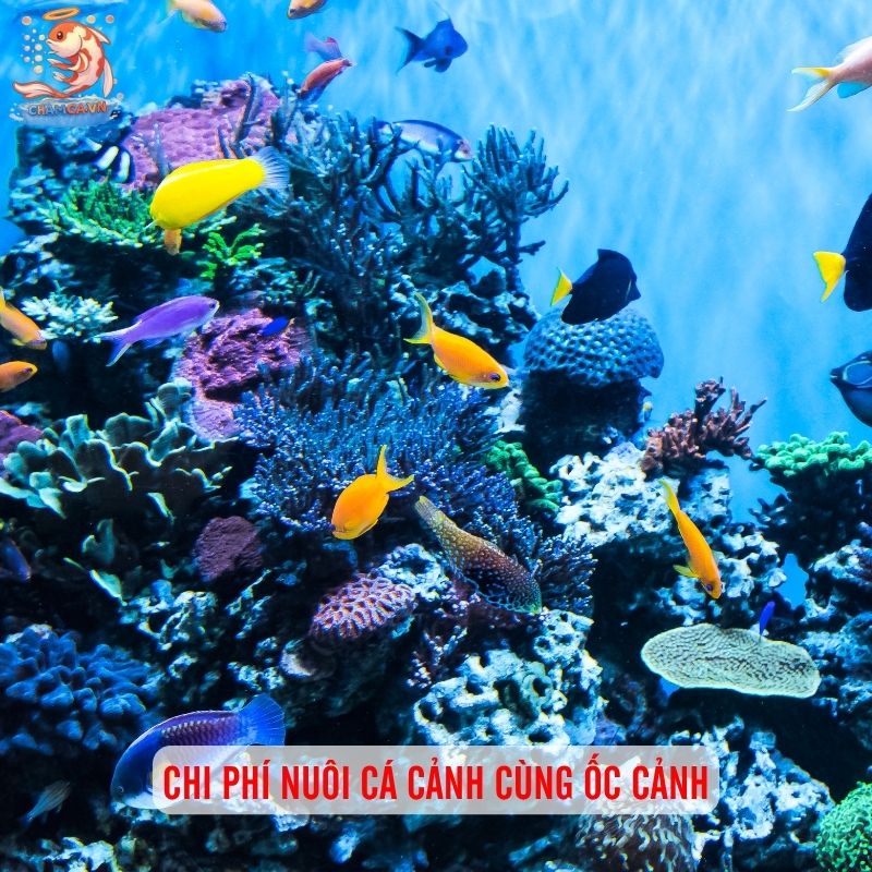 Cá Cảnh Nuôi Chung Với Ốc Cảnh - Sự Kết Hợp Hoàn Hảo 12 Chi phí nuôi cá cảnh cùng ốc cảnh