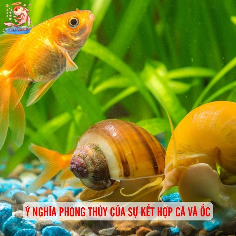 Cá Cảnh Nuôi Chung Với Ốc Cảnh - Sự Kết Hợp Hoàn Hảo 13 Ý nghĩa phong thủy của sự kết hợp cá và ốc
