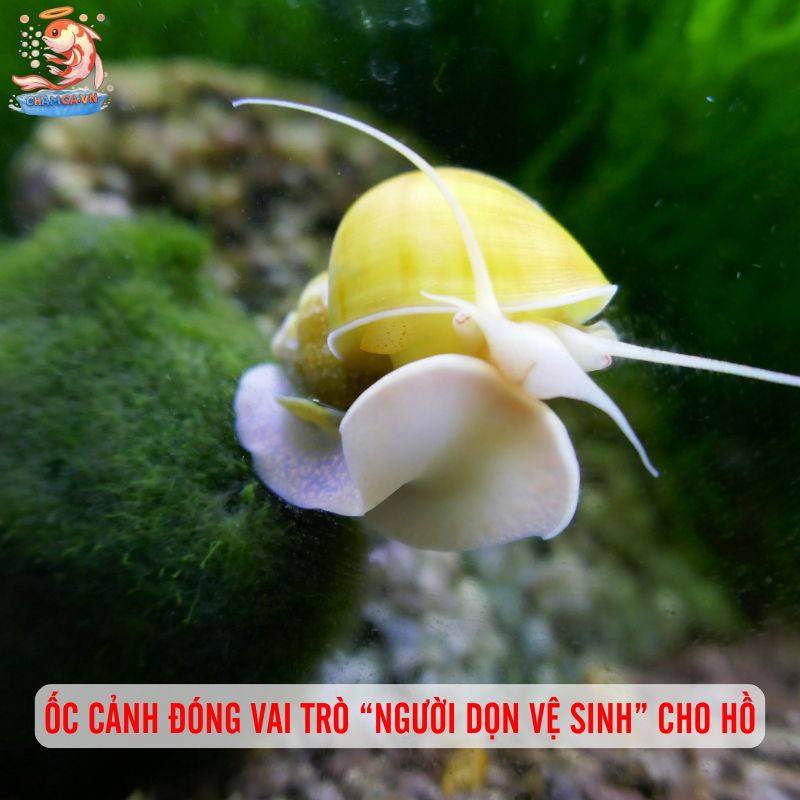 Cá Cảnh Nuôi Chung Với Ốc Cảnh - Sự Kết Hợp Hoàn Hảo 1 Ốc cảnh đóng vai trò “người dọn vệ sinh