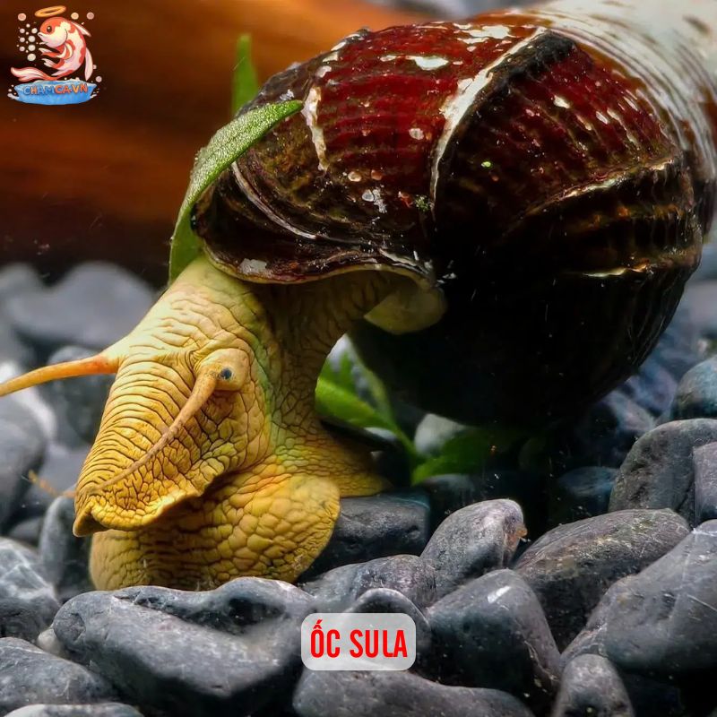 Cá Cảnh Nuôi Chung Với Ốc Cảnh - Sự Kết Hợp Hoàn Hảo 4 Ốc sula