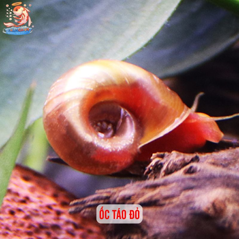 Cá Cảnh Nuôi Chung Với Ốc Cảnh - Sự Kết Hợp Hoàn Hảo 5 Ốc táo đỏ