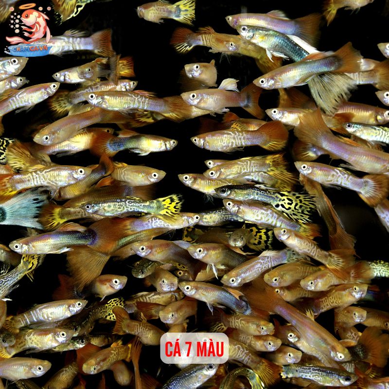 Cá Cảnh Nuôi Chung Với Ốc Cảnh - Sự Kết Hợp Hoàn Hảo 6 Cá 7 màu